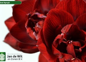 hippeastrum Velnym (3)